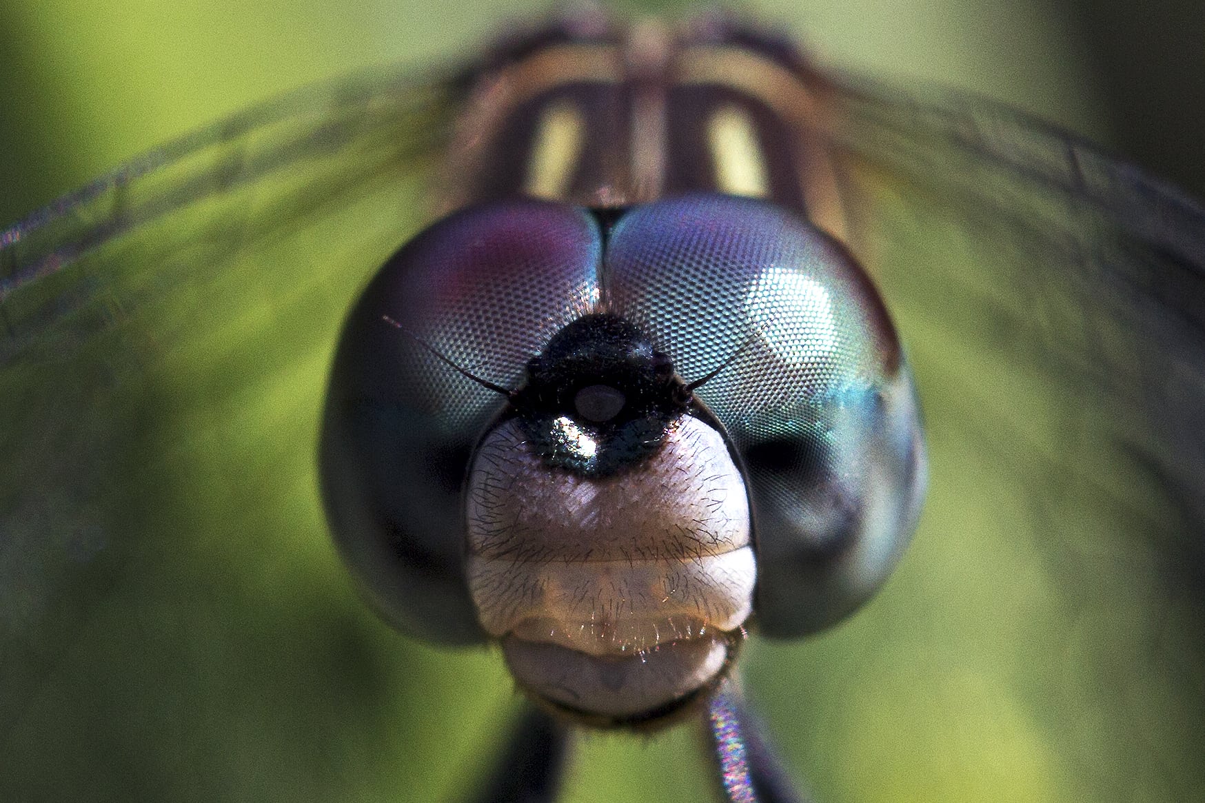 Глаза насекомых имеют. Фасеточные глаза мухи. Фасеточные глаза Стрекозы. Фасеточные глаза у Жуков. Голова Стрекозы.